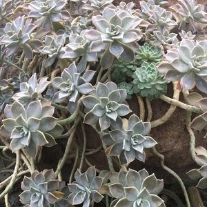 Meet your Posher, Maddie